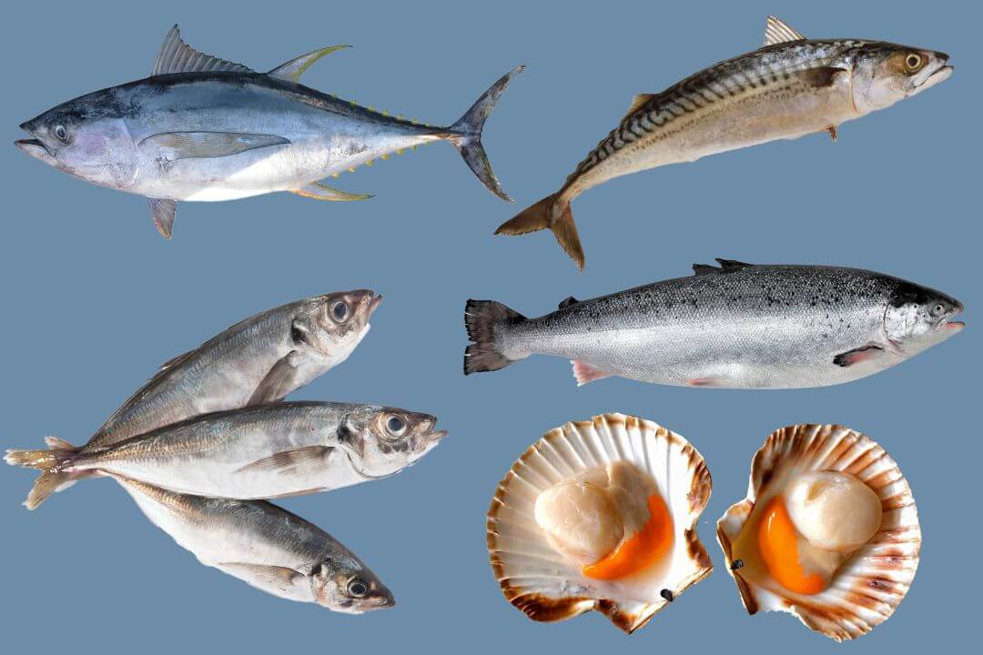 Atún, Bonito, Mahi Mahi, Caballa, Jurel, Conchas de Abanico, Ovas de Pez Volador, Calamar Loligo - Avalon-Trade-System